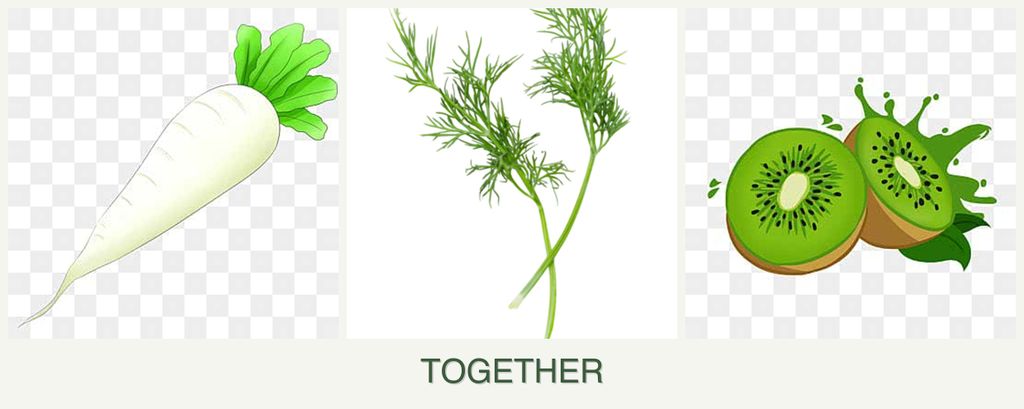 Can you plant radishes, dill and kiwi together?