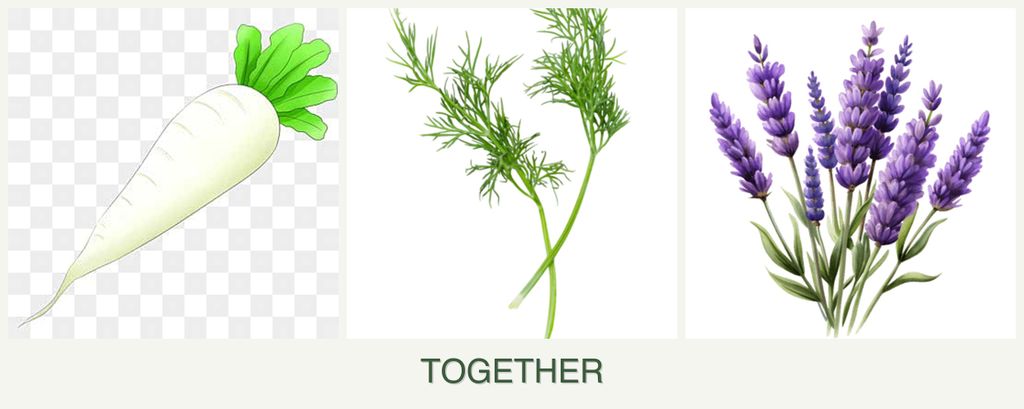 Can you plant radishes, dill and lavender together?