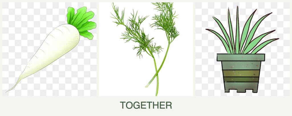 Can you plant radishes, dill and lemongrass together?