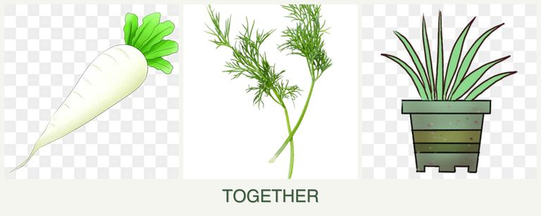 Can you plant radishes, dill and lemongrass together?