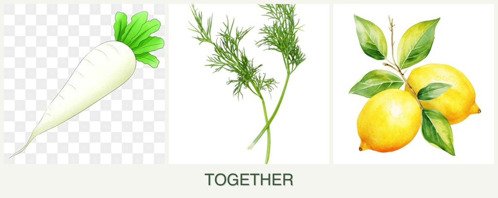Can you plant radishes, dill and lemons together?