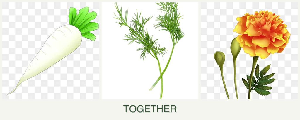 Can you plant radishes, dill and marigolds together?