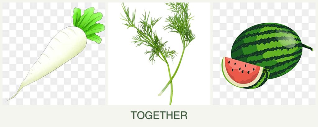 Can you plant radishes, dill and melons together?