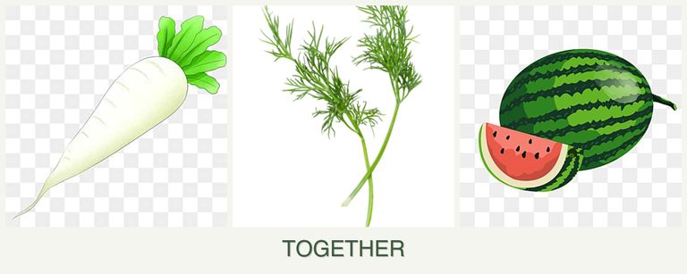 Can you plant radishes, dill and melons together?