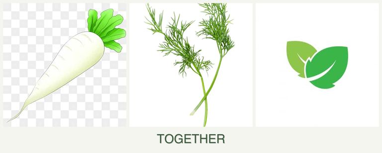 Can you plant radishes, dill and mint together?