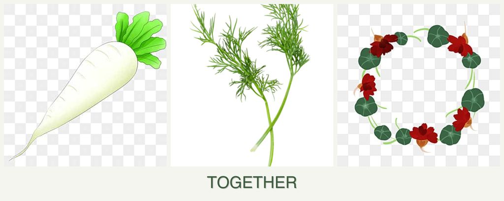 Can you plant radishes, dill and nasturtiums together?