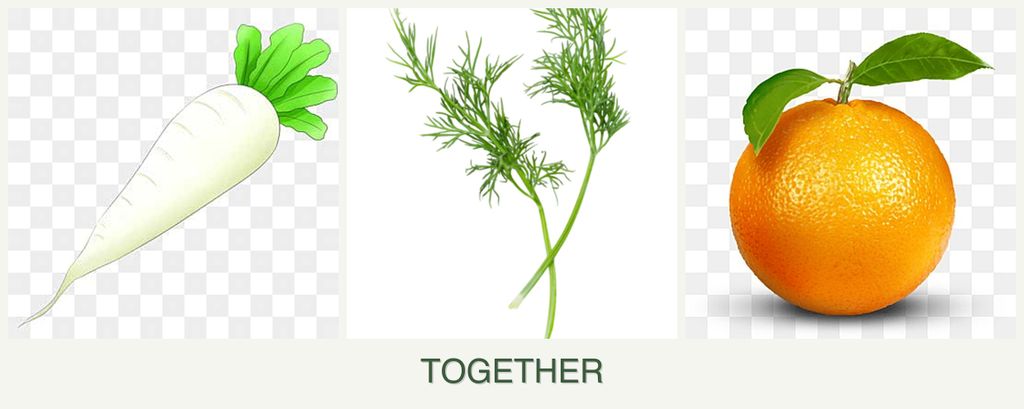 Can you plant radishes, dill and oranges together?