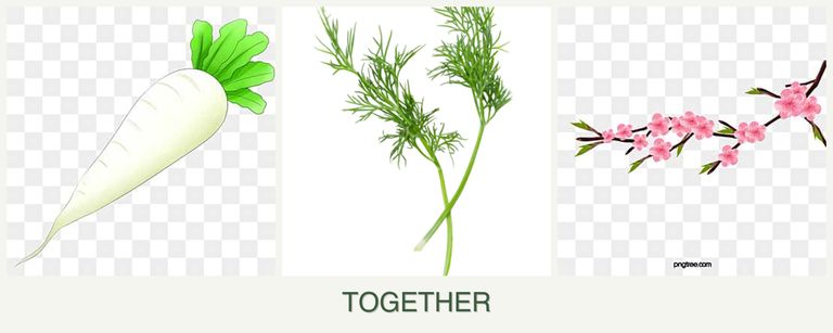 Can you plant radishes, dill and peaches together?