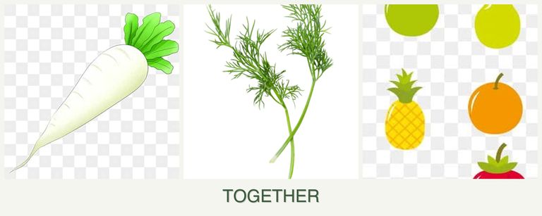 Can you plant radishes, dill and pears together?