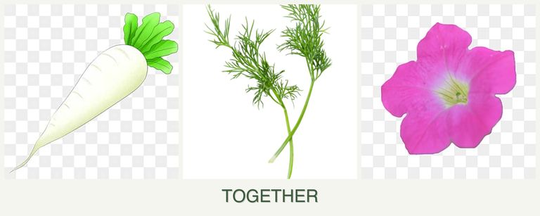 Can you plant radishes, dill and petunias together?