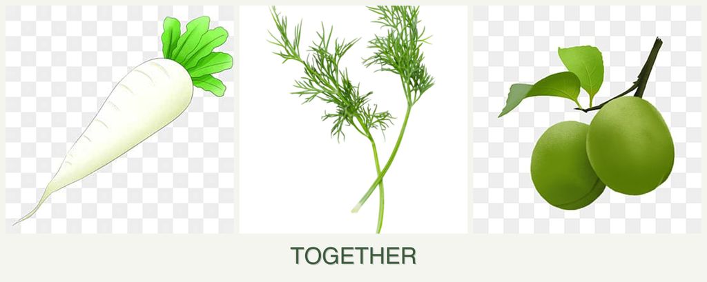Can you plant radishes, dill and plums together?