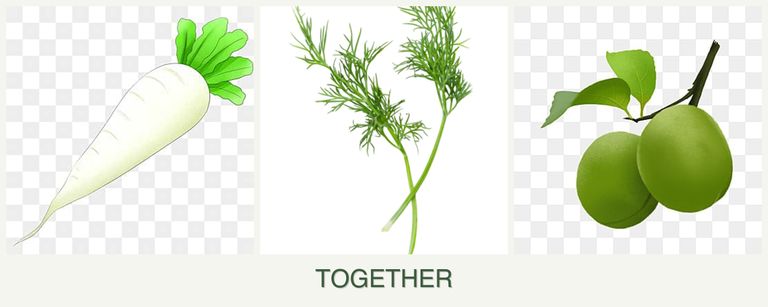 Can you plant radishes, dill and plums together?