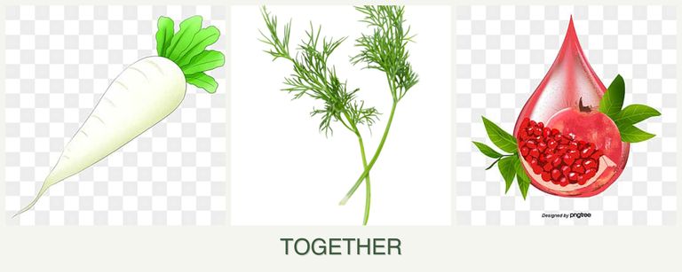 Can you plant radishes, dill and pomegranates together?