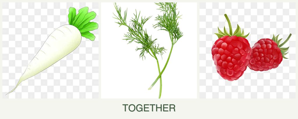 Can you plant radishes, dill and raspberries together?
