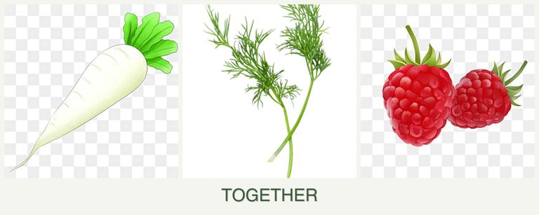Can you plant radishes, dill and raspberries together?