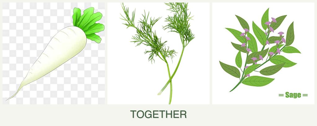 Can you plant radishes, dill and sage together?