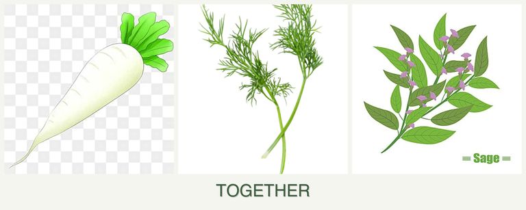 Can you plant radishes, dill and sage together?
