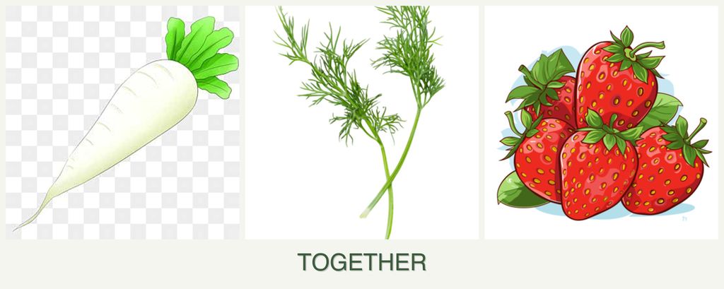 Can you plant radishes, dill and strawberries together?