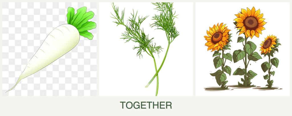 Can you plant radishes, dill and sunflowers together?
