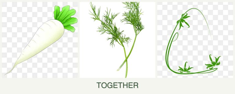 Can you plant radishes, dill and tarragon together?