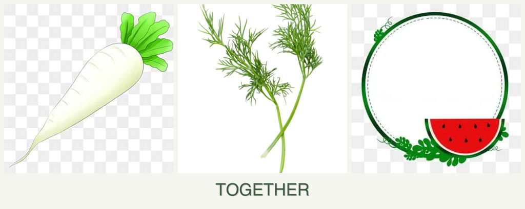 Can you plant radishes, dill and watermelons together?