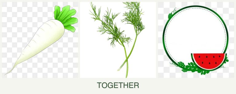 Can you plant radishes, dill and watermelons together?