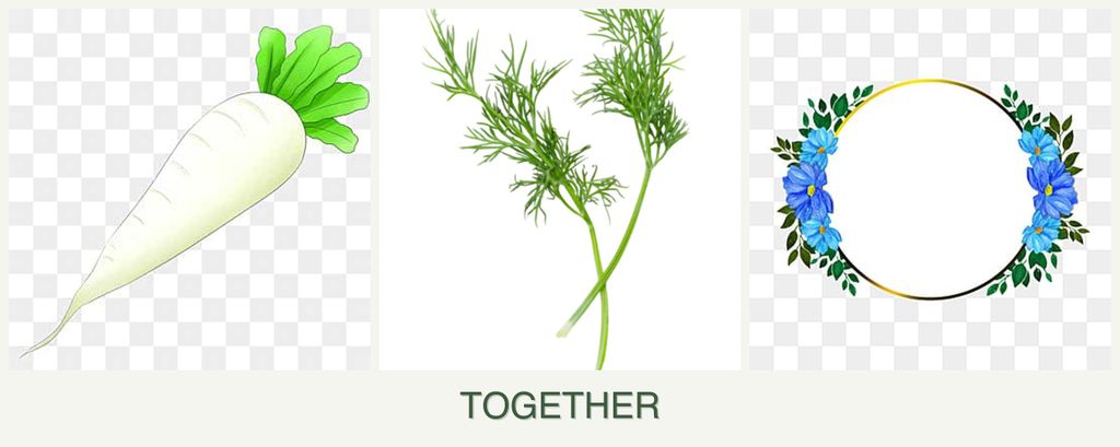 Can you plant radishes, dill and zinnias together?