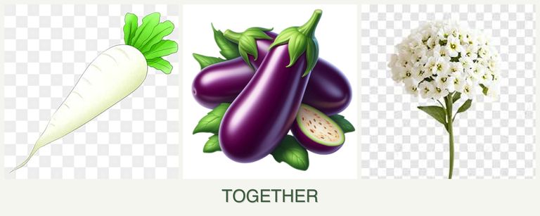 Can you plant radishes, eggplant and alyssum together?