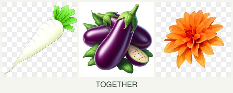 Can you plant radishes, eggplant and dahlias together?