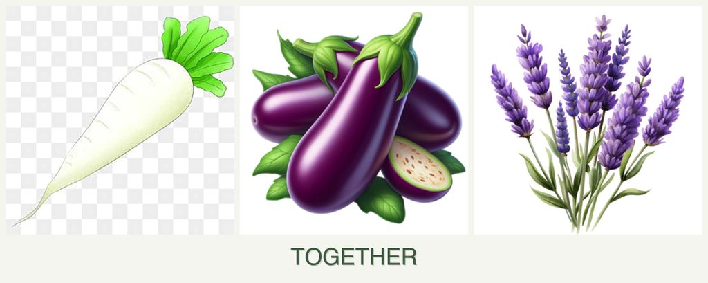 Can you plant radishes, eggplant and lavender together?