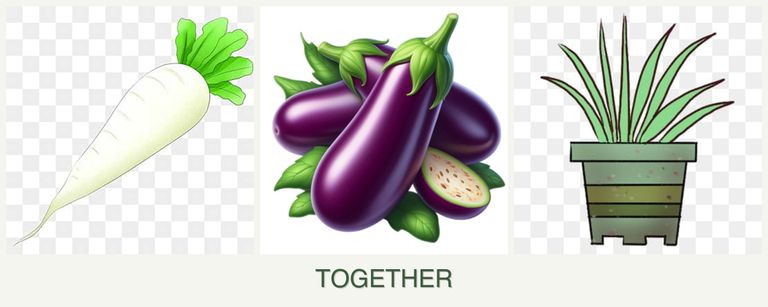 Can you plant radishes, eggplant and lemongrass together?
