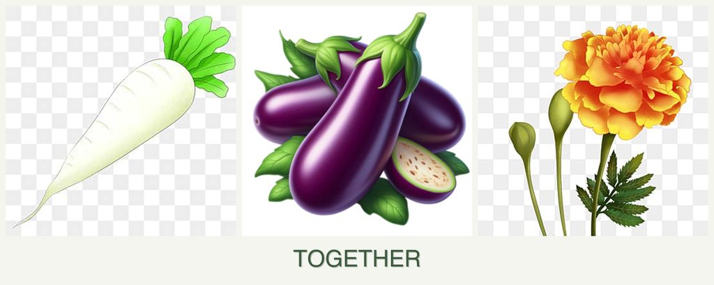 Can you plant radishes, eggplant and marigolds together?