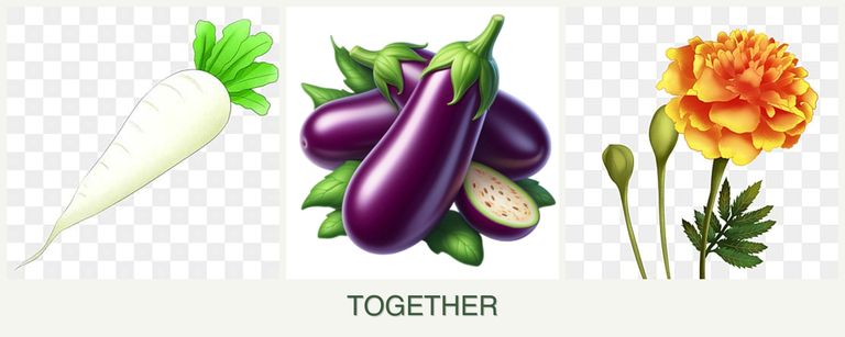 Can you plant radishes, eggplant and marigolds together?