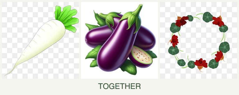 Can you plant radishes, eggplant and nasturtiums together?