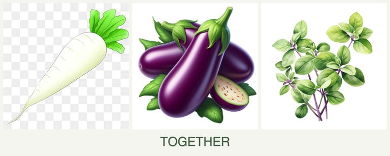 Can you plant radishes, eggplant and oregano together?