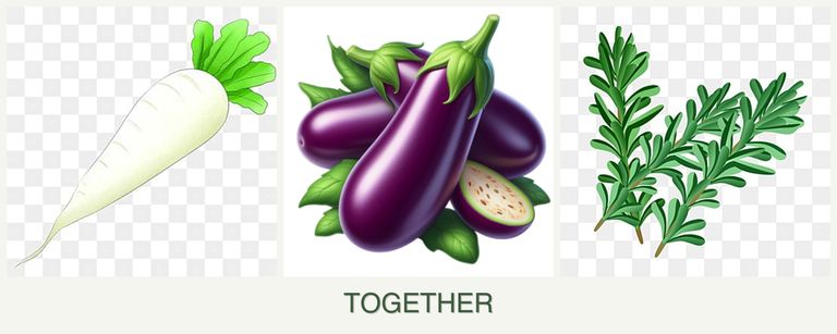 Can you plant radishes, eggplant and rosemary together?
