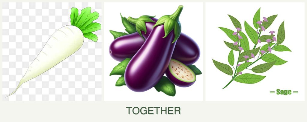 Can you plant radishes, eggplant and sage together?