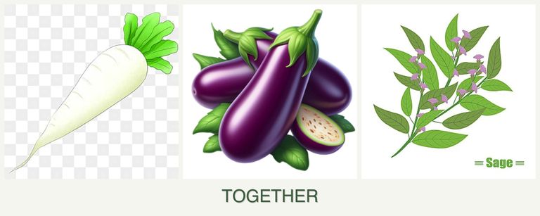 Can you plant radishes, eggplant and sage together?