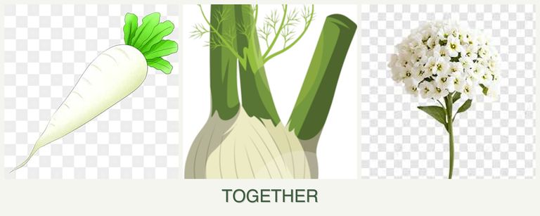 Can you plant radishes, fennel and alyssum together?