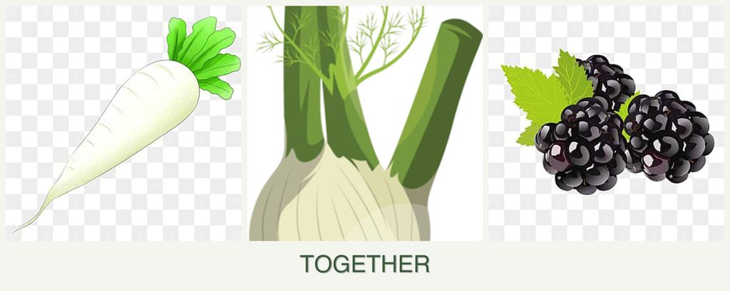 Can you plant radishes, fennel and blackberries together?