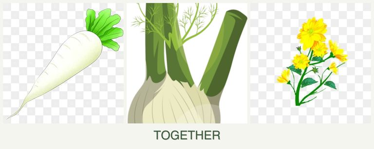 Can you plant radishes, fennel and calendula together?