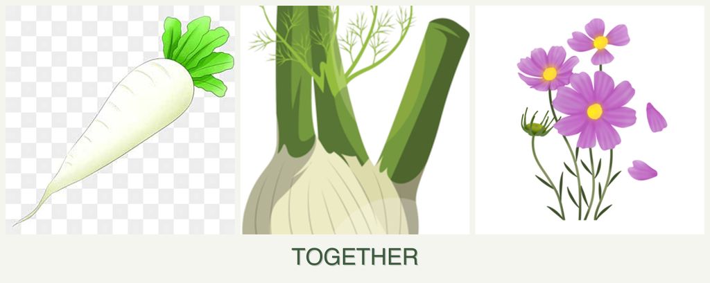 Can you plant radishes, fennel and cosmos together?