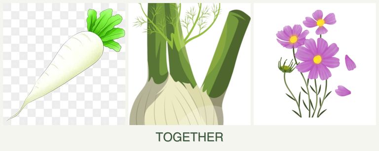 Can you plant radishes, fennel and cosmos together?