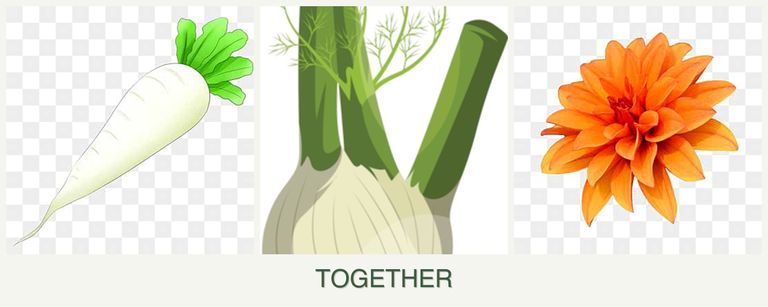 Can you plant radishes, fennel and dahlias together?