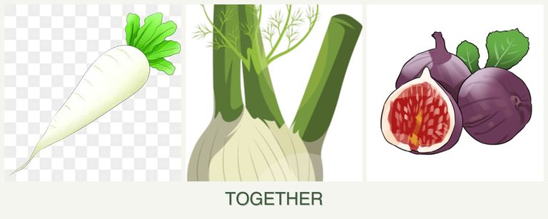 Can you plant radishes, fennel and figs together?