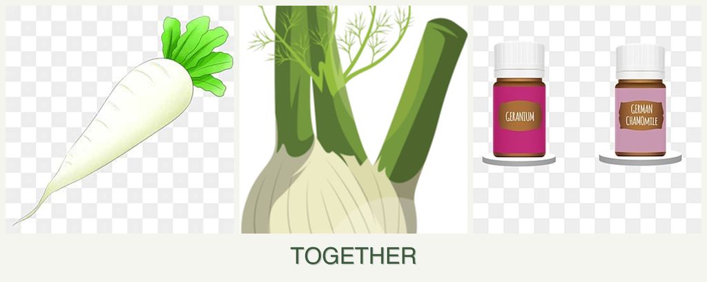 Can you plant radishes, fennel and geraniums together?