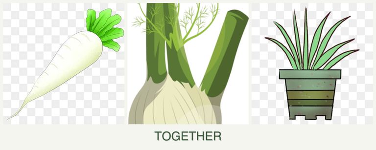 Can you plant radishes, fennel and lemongrass together?