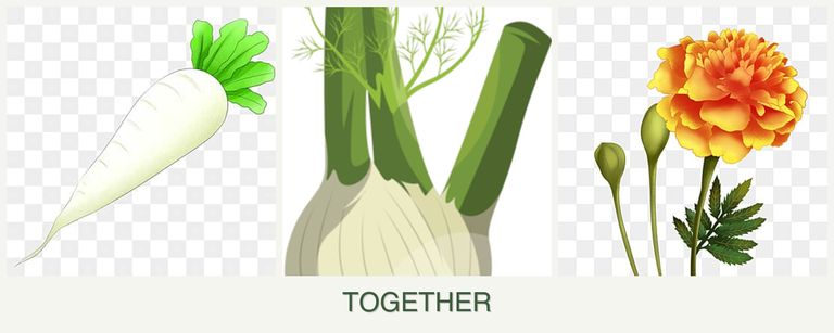 Can you plant radishes, fennel and marigolds together?