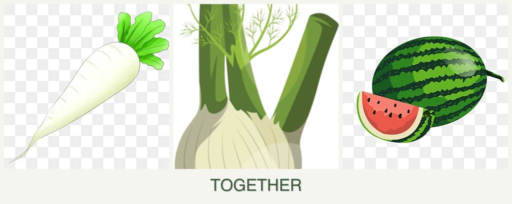 Can you plant radishes, fennel and melons together?