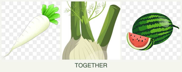Can you plant radishes, fennel and melons together?